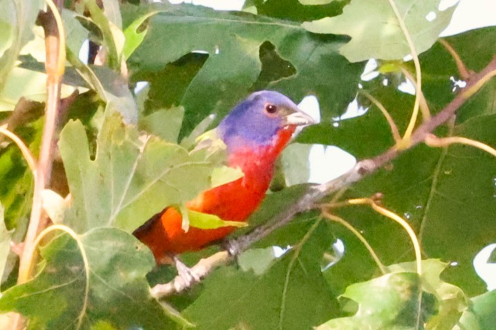 Painted Bunting - ML620519536