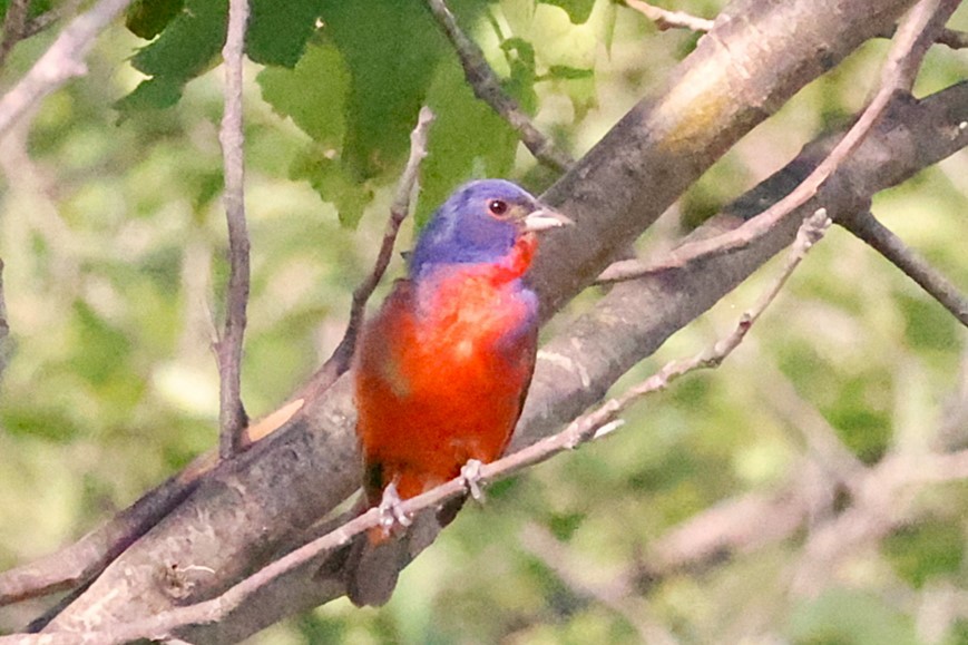 Painted Bunting - BOB YANG