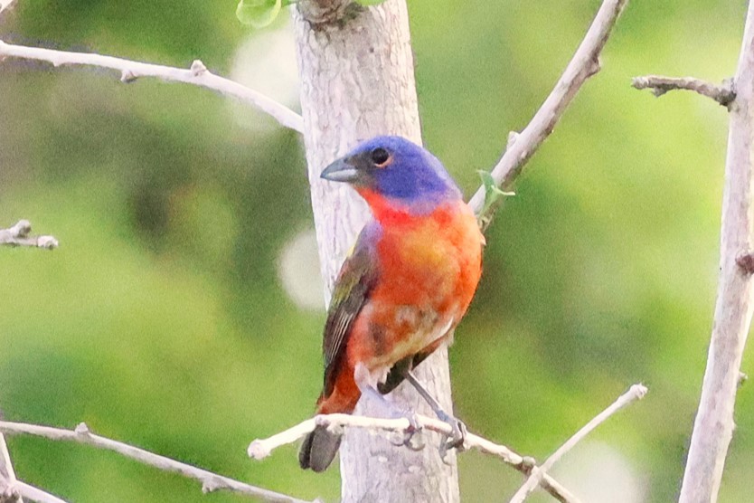 Painted Bunting - ML620519538
