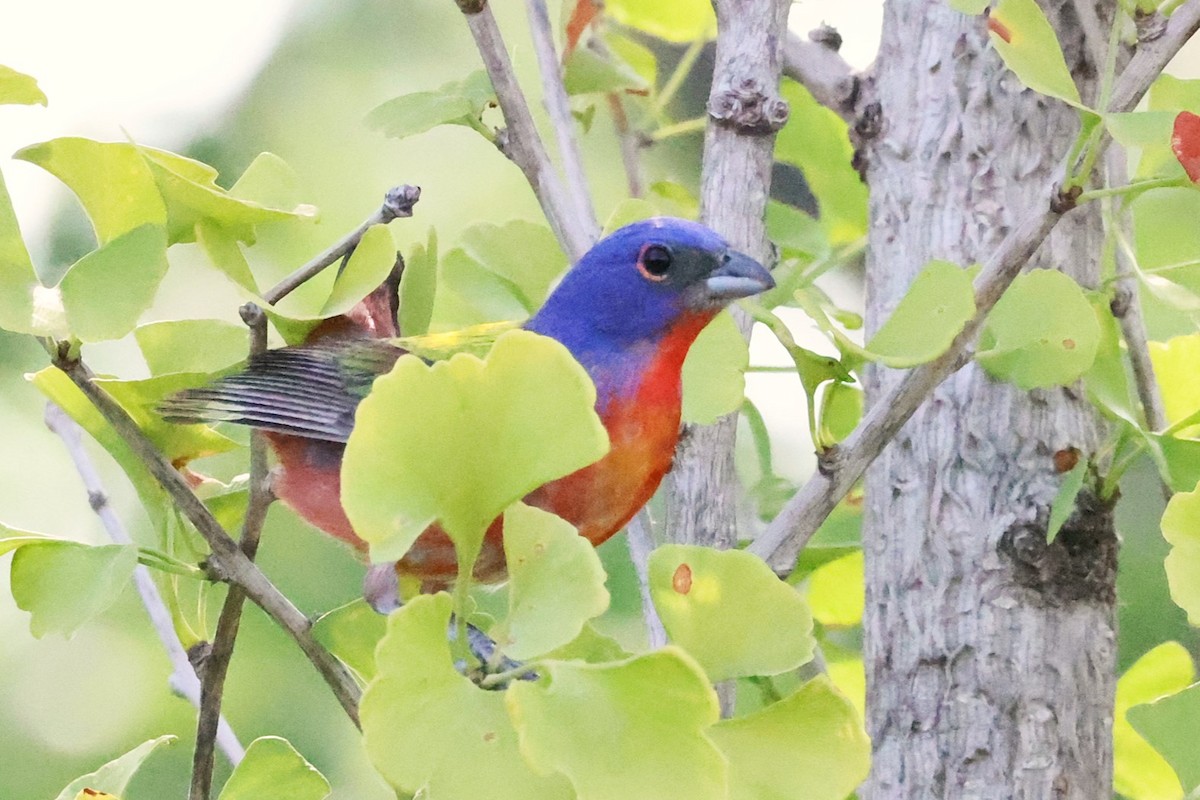 Painted Bunting - ML620519539