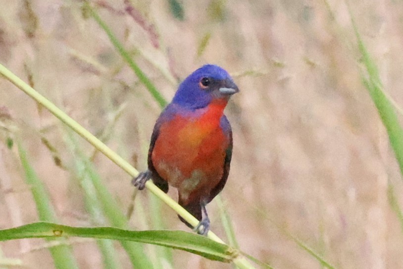 Painted Bunting - ML620519540