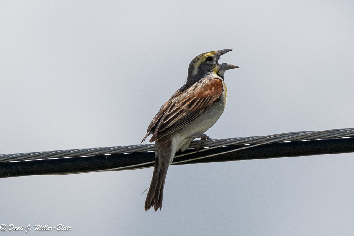 Dickcissel d'Amérique - ML620519543