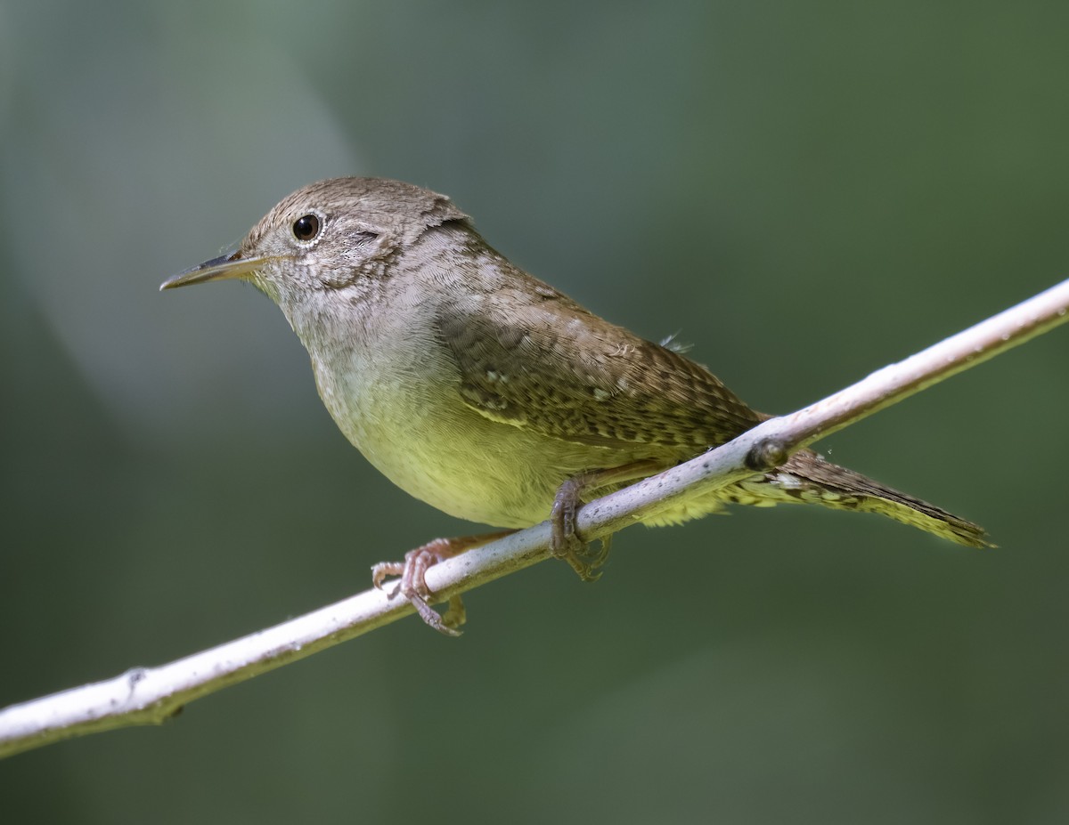 House Wren - ML620519544