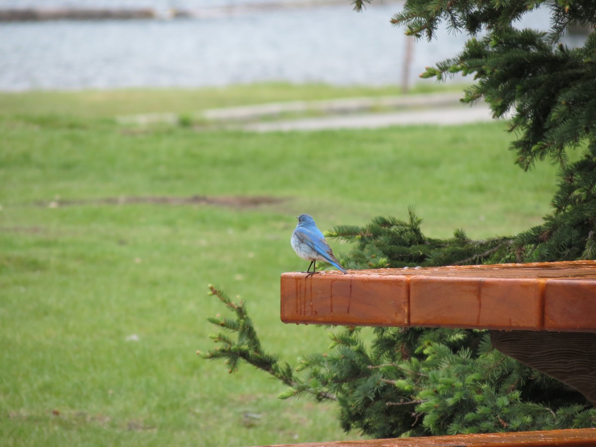 Mountain Bluebird - ML620519546