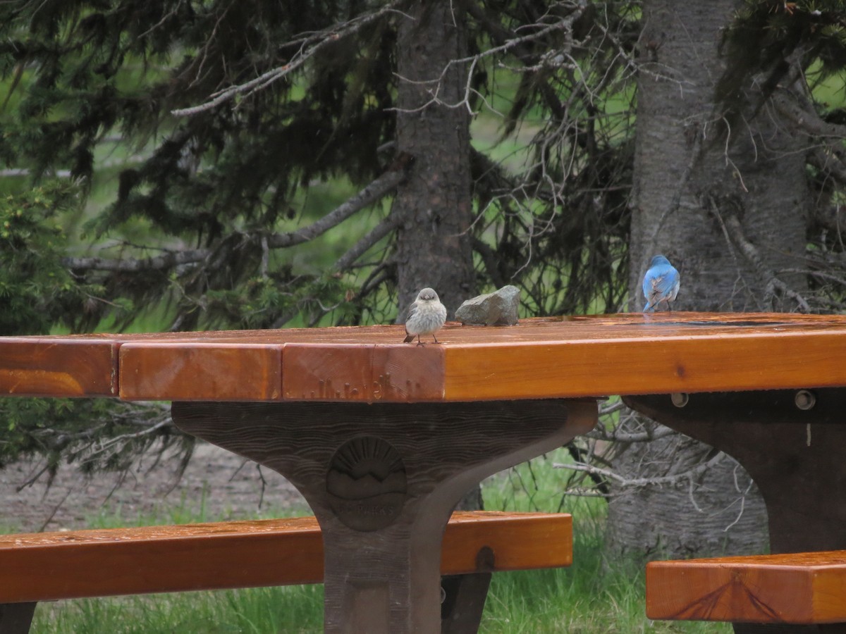 Mountain Bluebird - ML620519547