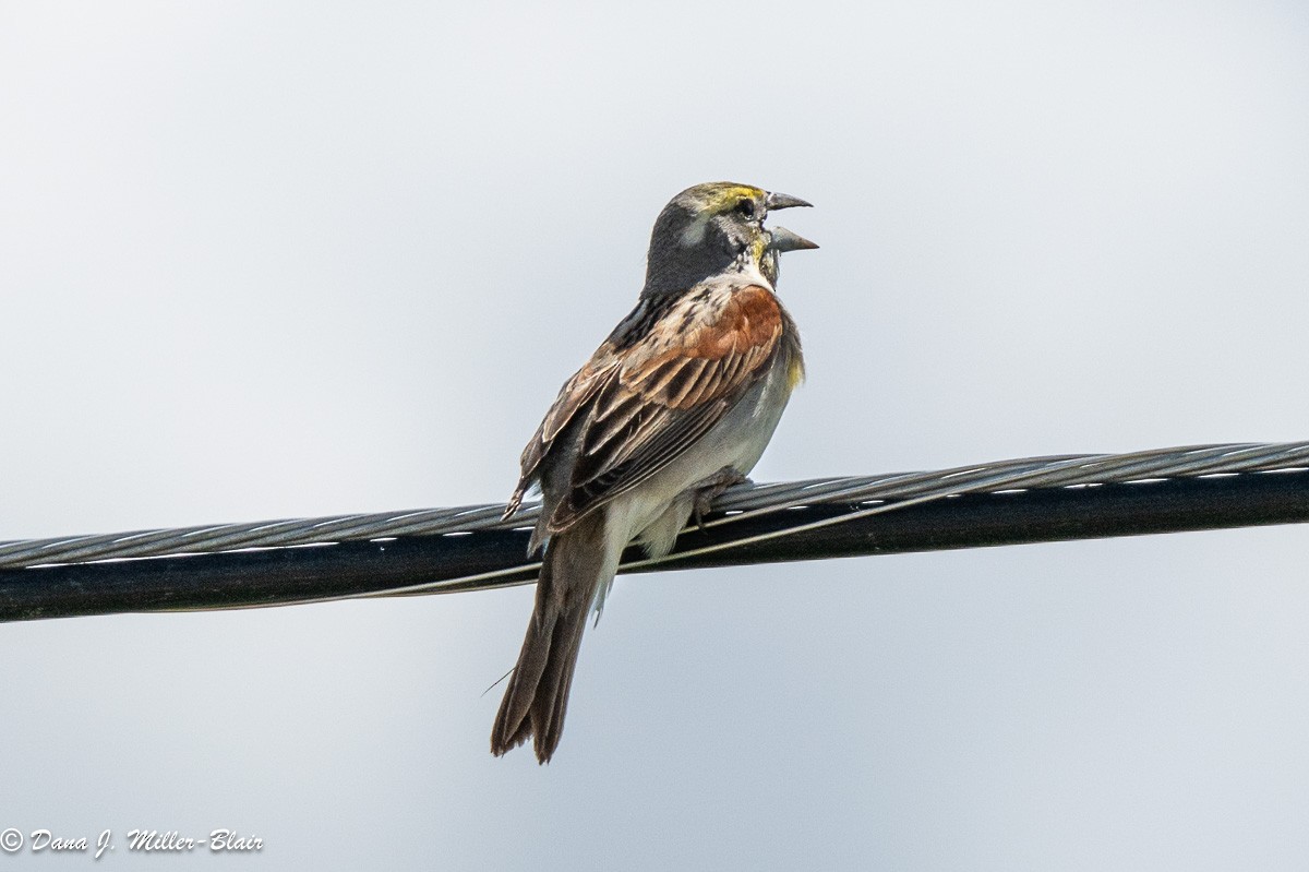 Dickcissel d'Amérique - ML620519548