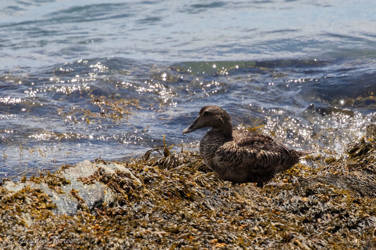 Common Eider - ML620519552