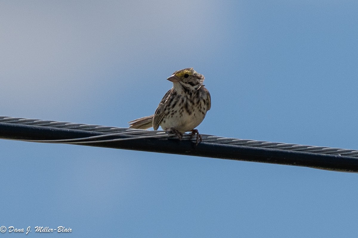 Savannah Sparrow - ML620519553