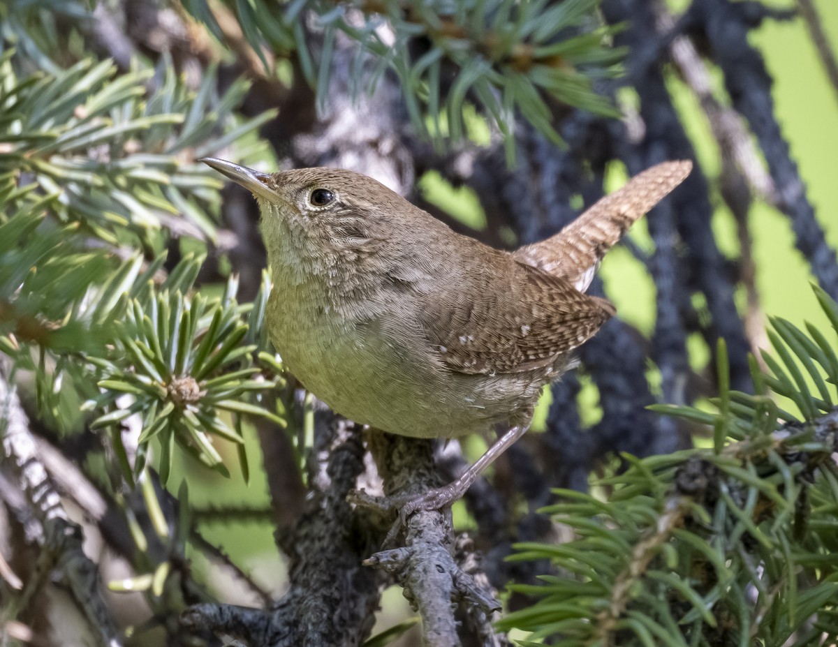 House Wren - Denise Kinsey