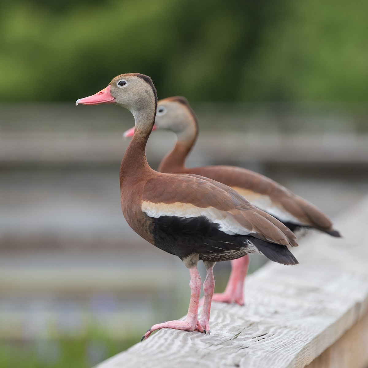 Black-bellied Whistling-Duck - Brittany Mason