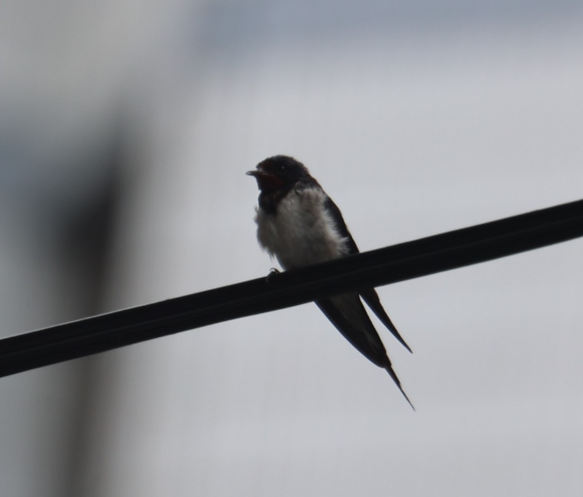 Barn Swallow - ML620519568