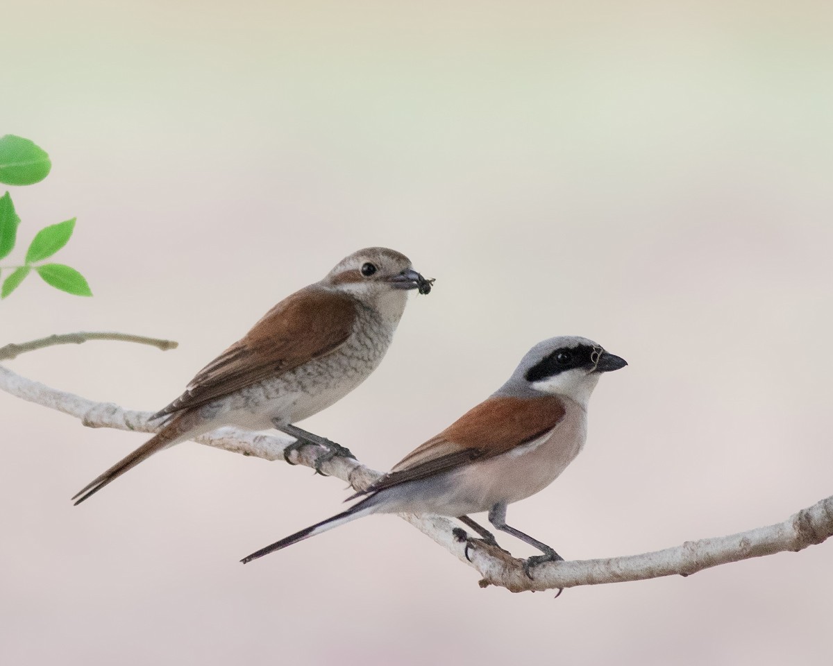 Red-backed Shrike - ML620519570