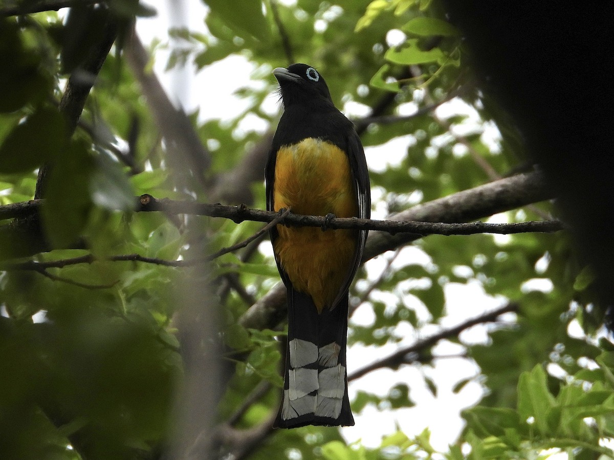 Trogon à tête noire - ML620519574