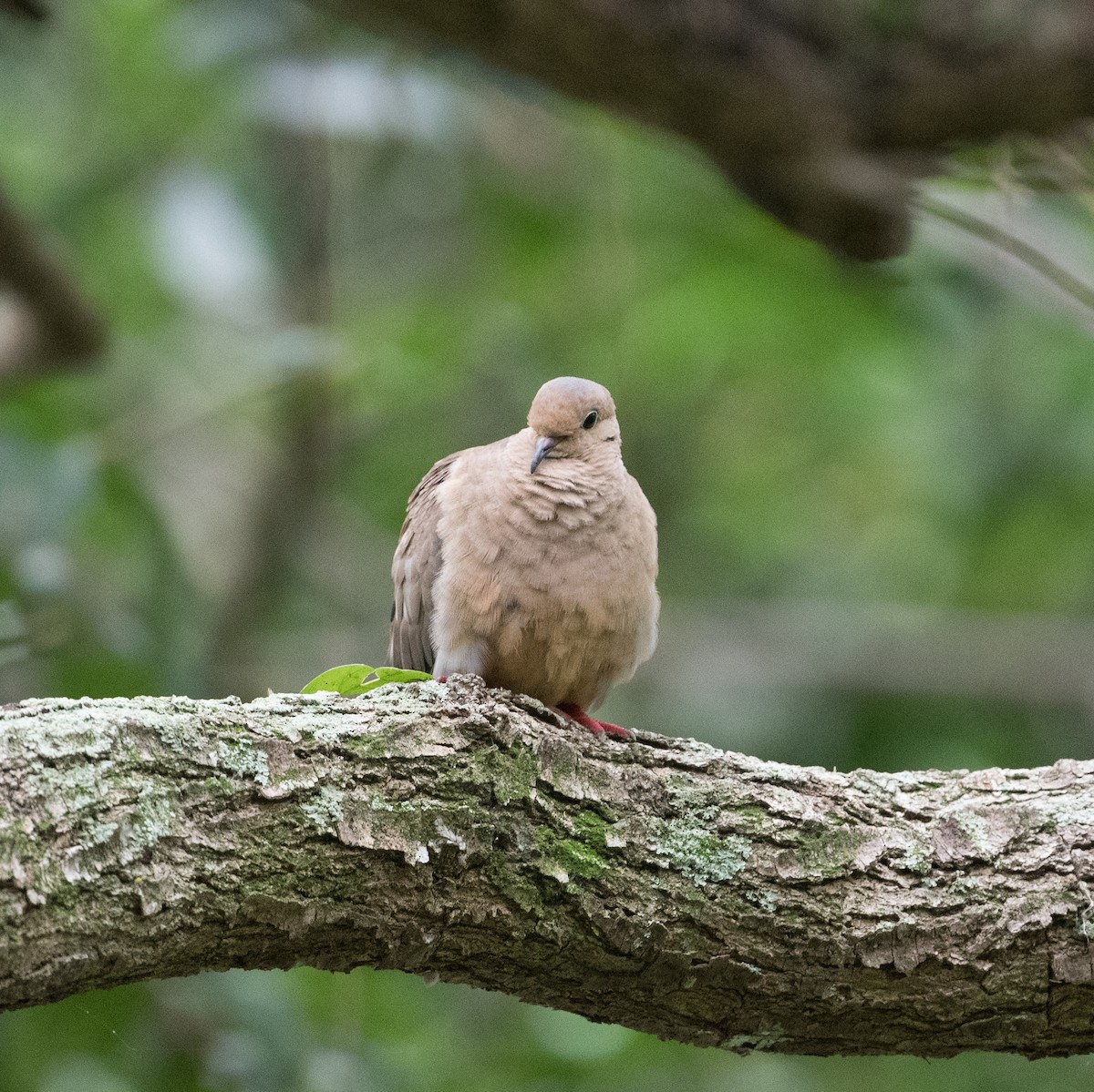 Mourning Dove - ML620519575