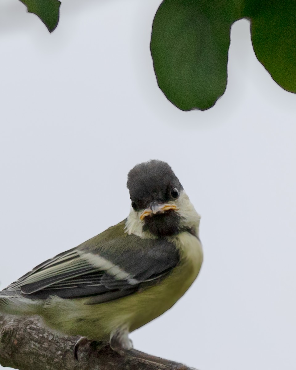 Mésange charbonnière - ML620519577