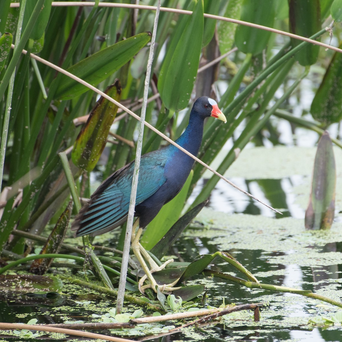 Purple Gallinule - ML620519579