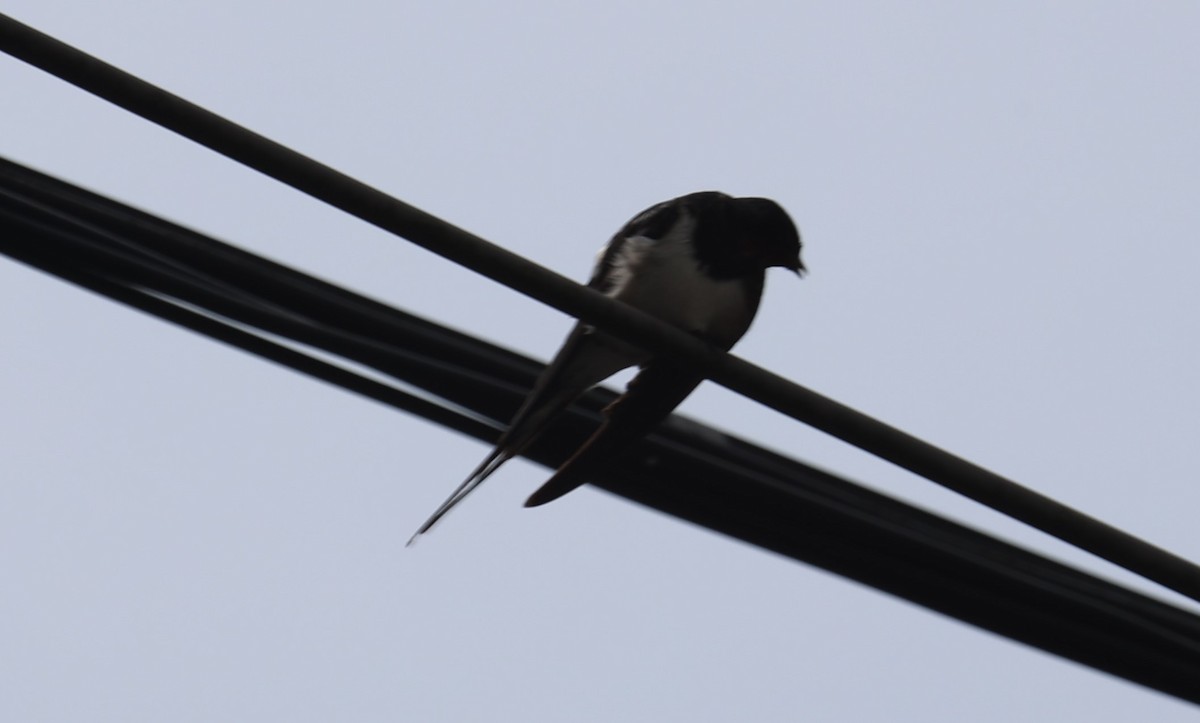 Barn Swallow - ML620519581