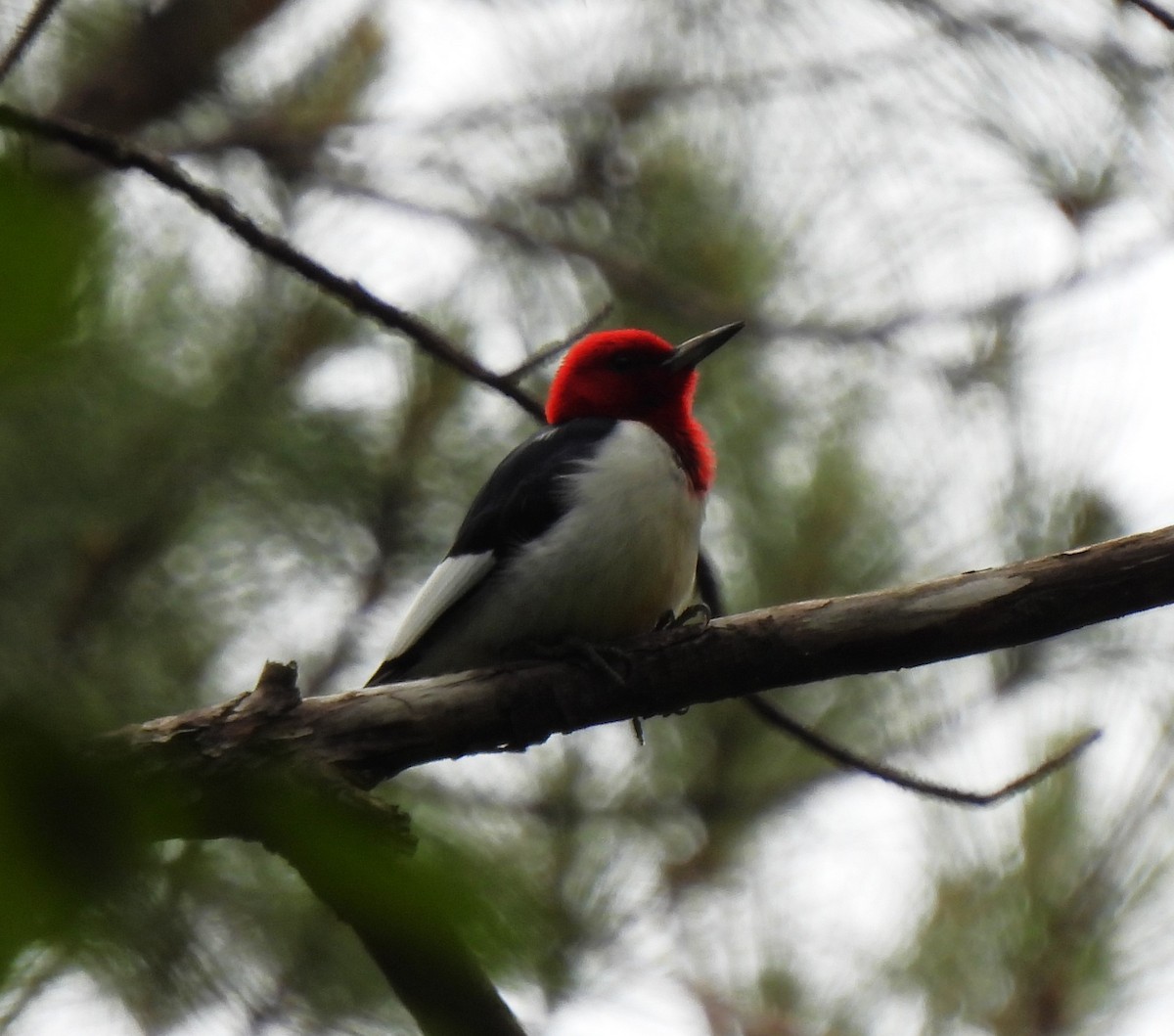 Pic à tête rouge - ML620519584