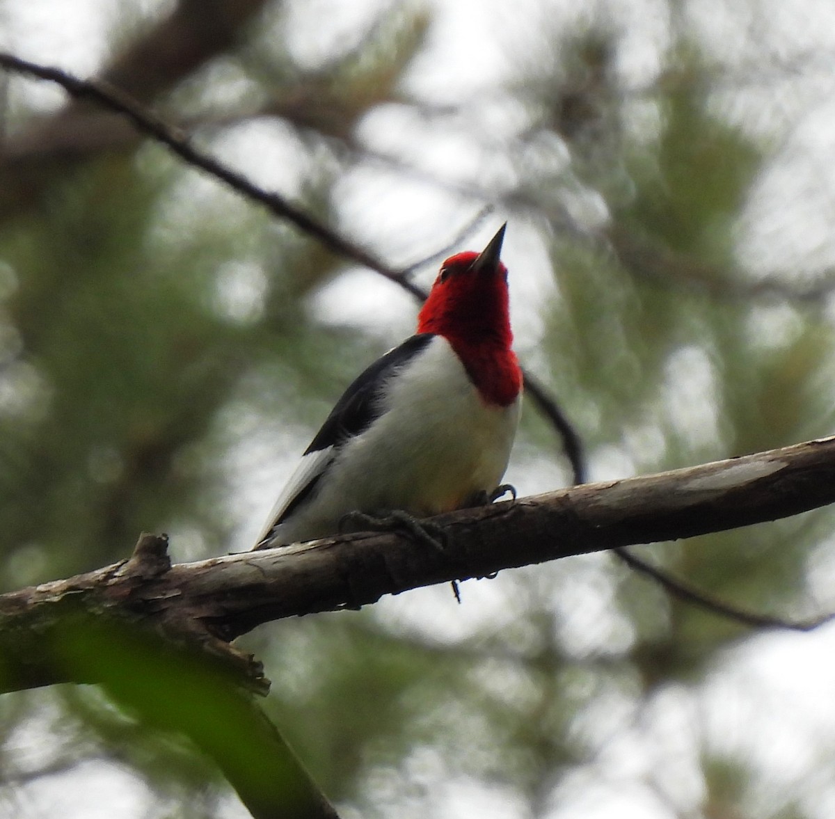 Pic à tête rouge - ML620519585