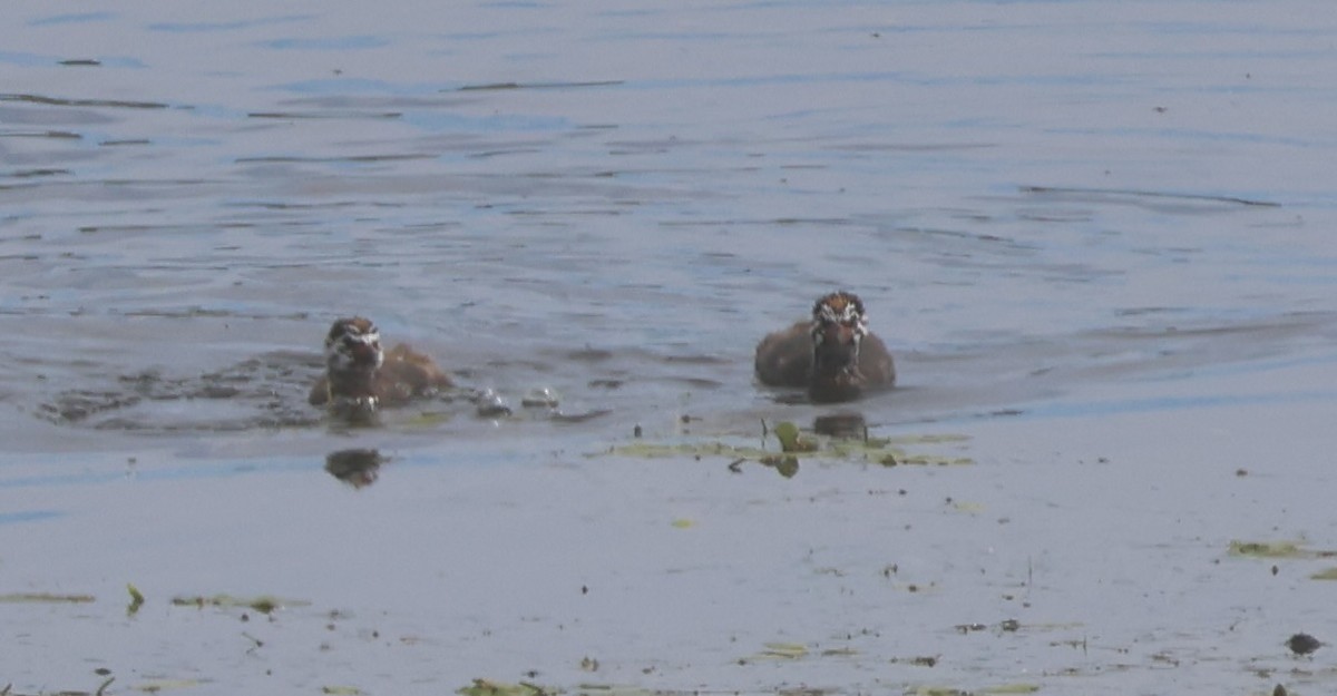 Pied-billed Grebe - ML620519586