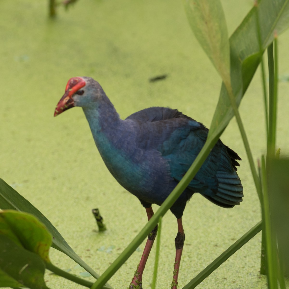 Gray-headed Swamphen - ML620519587