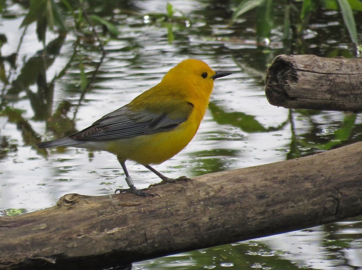 Prothonotary Warbler - Thomas Schultz