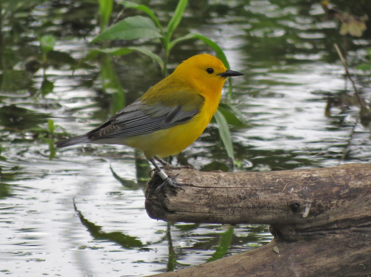 Prothonotary Warbler - ML620519589