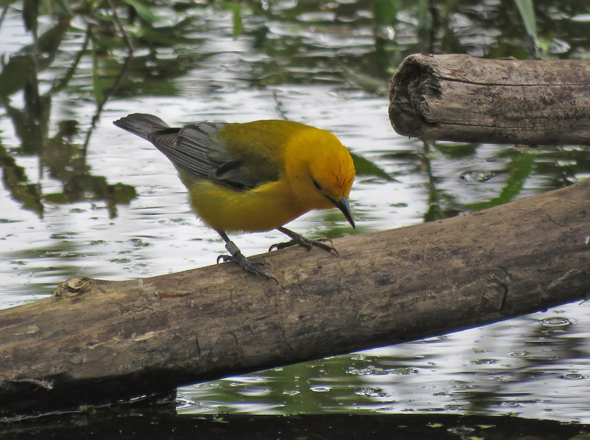 Prothonotary Warbler - ML620519590