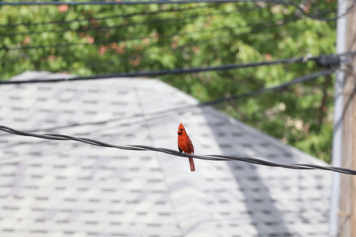 Northern Cardinal - ML620519591