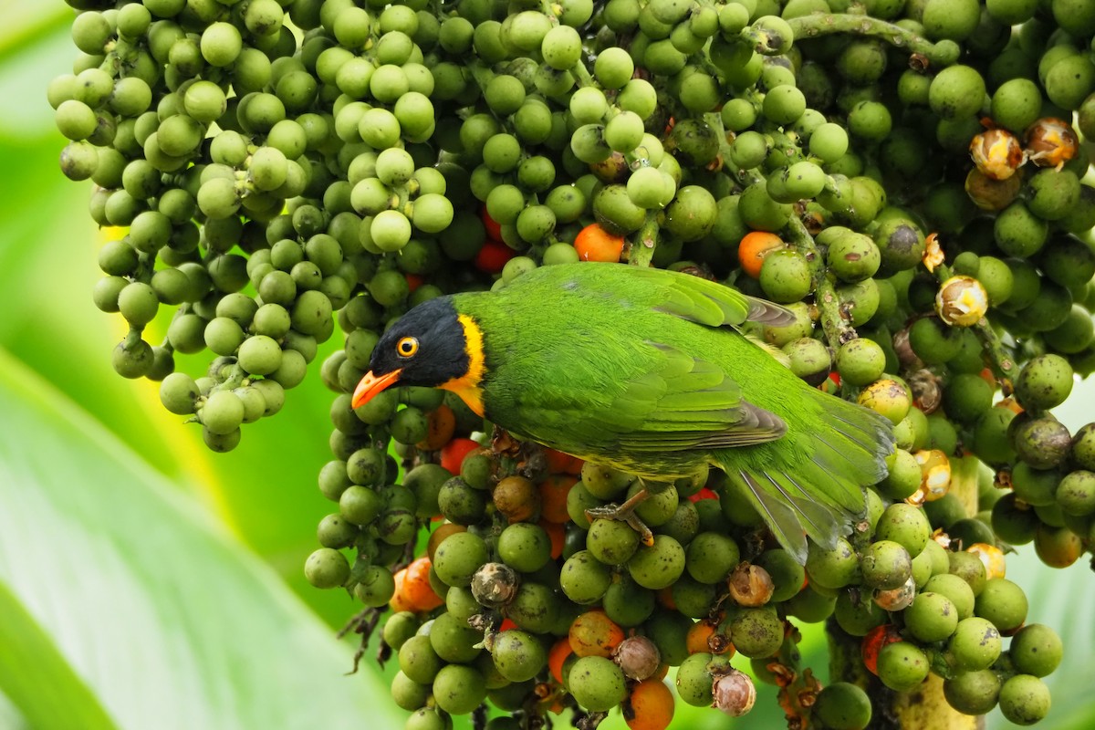 Orange-breasted Fruiteater - Jorge Humbser