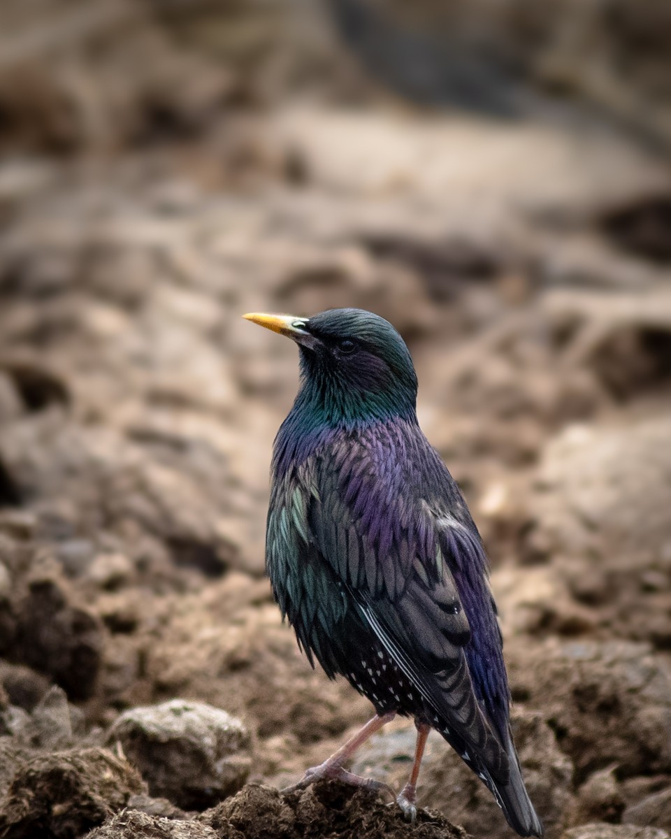 European Starling - ML620519599