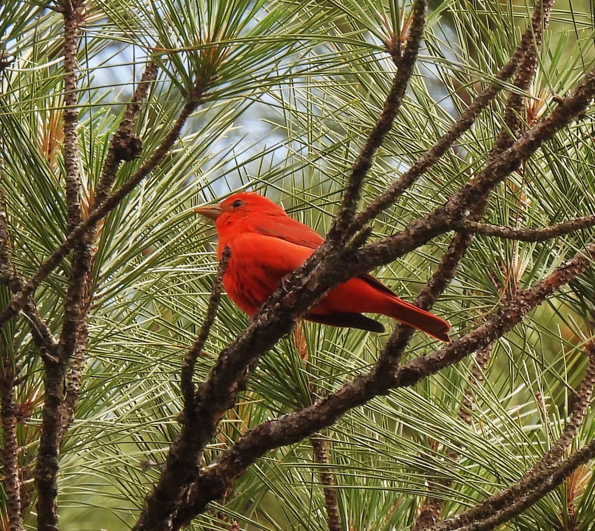 Summer Tanager - ML620519607