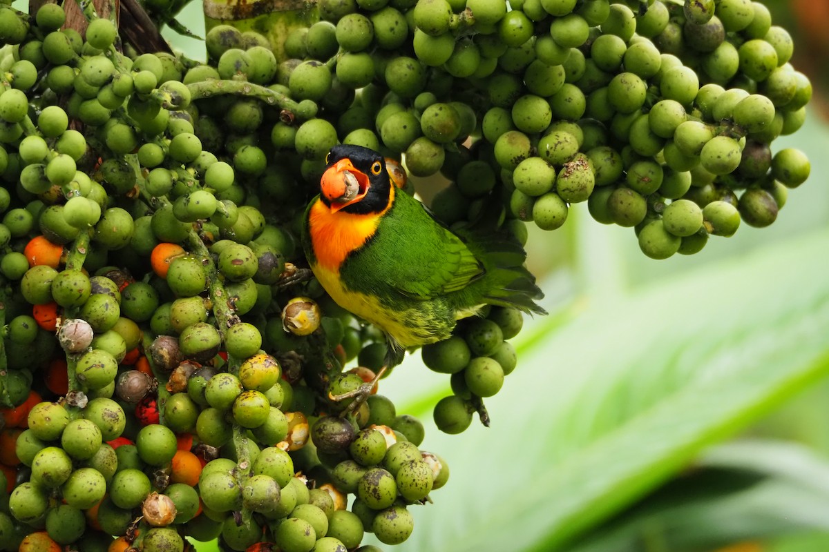 Orange-breasted Fruiteater - ML620519609