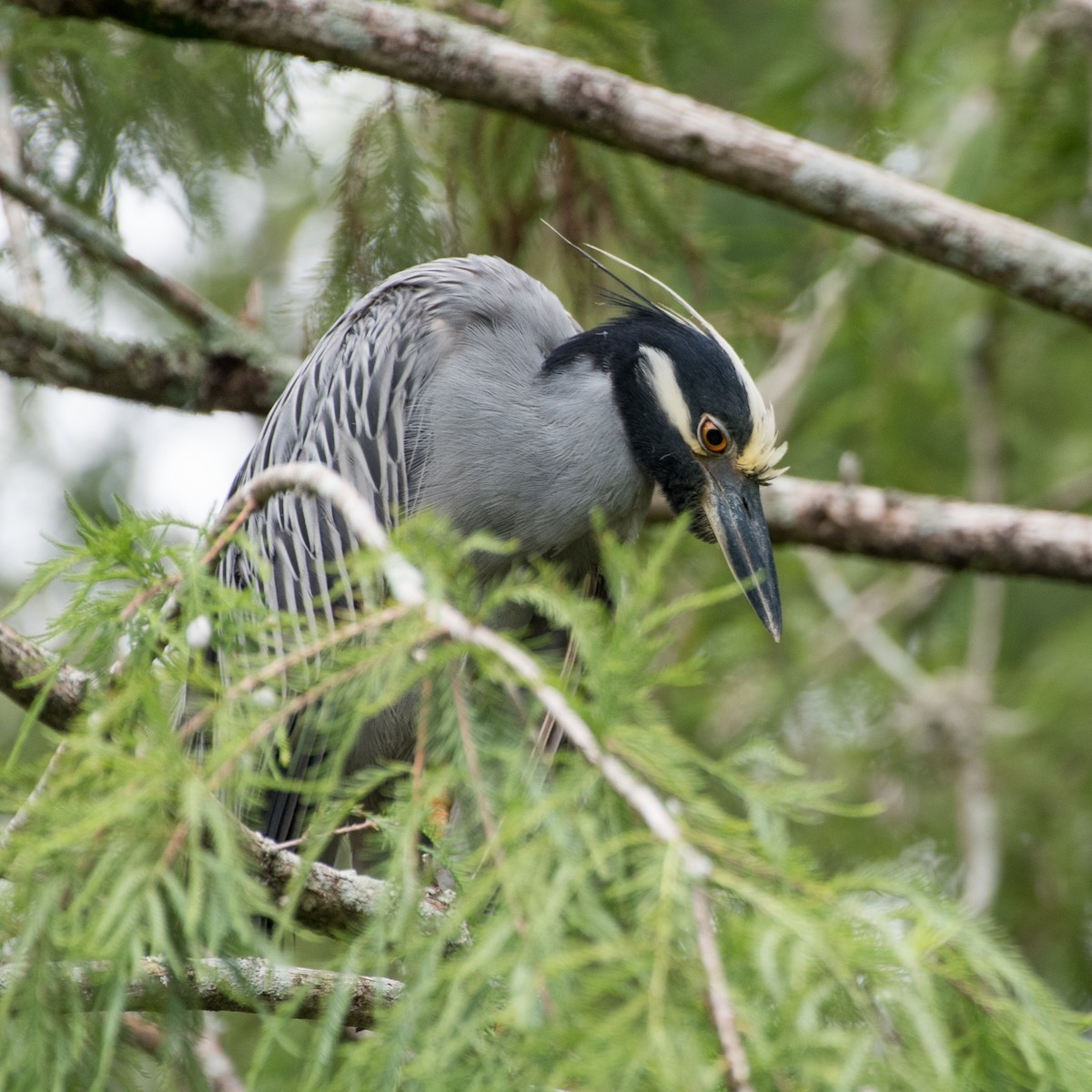 Yellow-crowned Night Heron - ML620519615