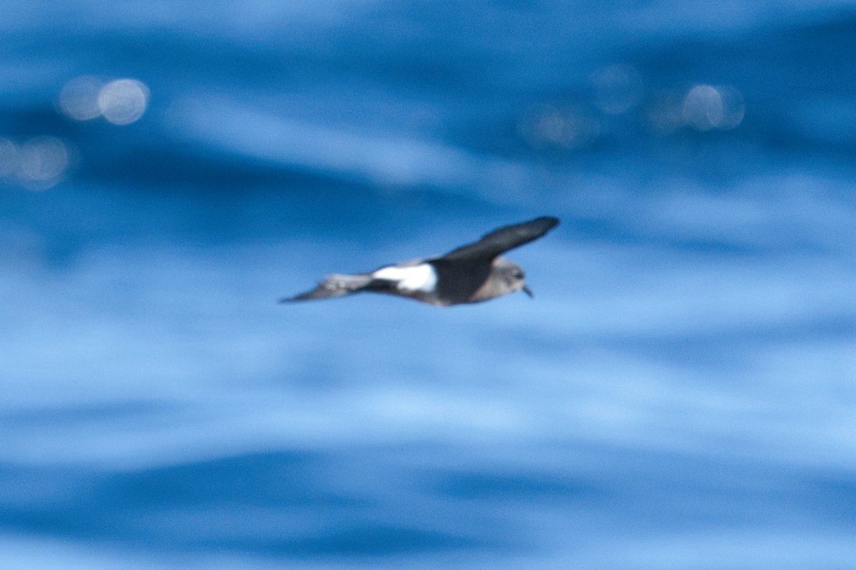 Wilson's Storm-Petrel - ML620519623