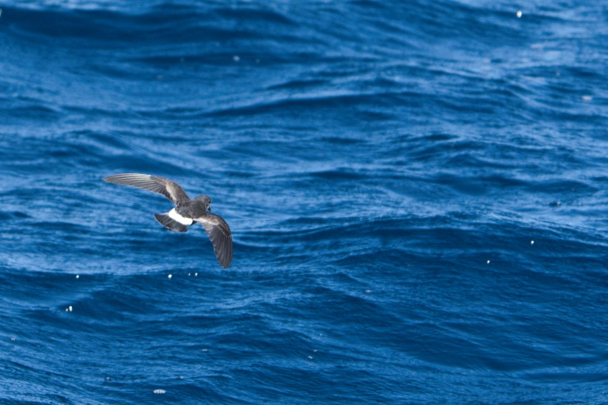 Wilson's Storm-Petrel - ML620519625