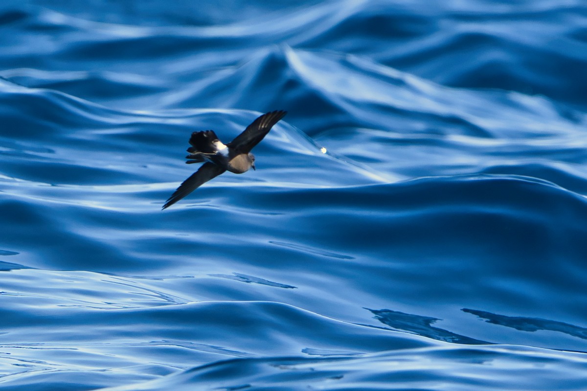 Wilson's Storm-Petrel - Helen Leonard