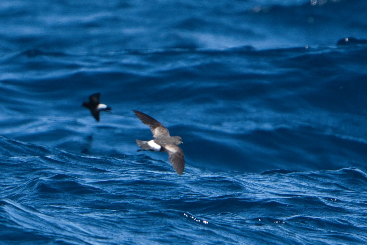 Wilson's Storm-Petrel - ML620519627