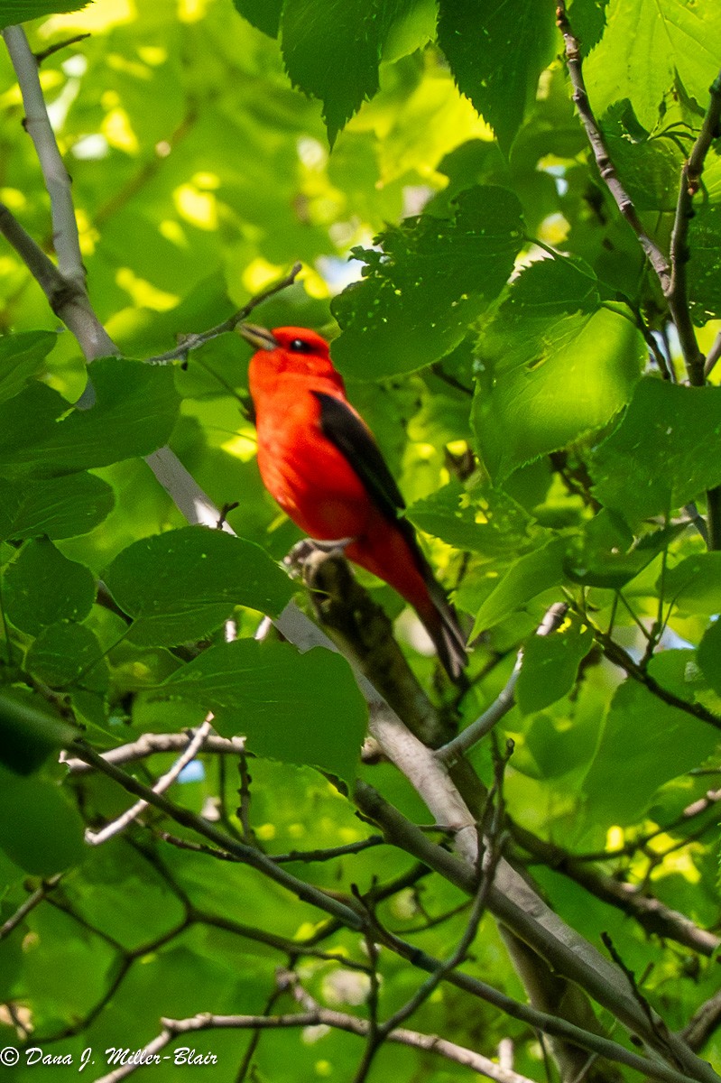Scarlet Tanager - ML620519628