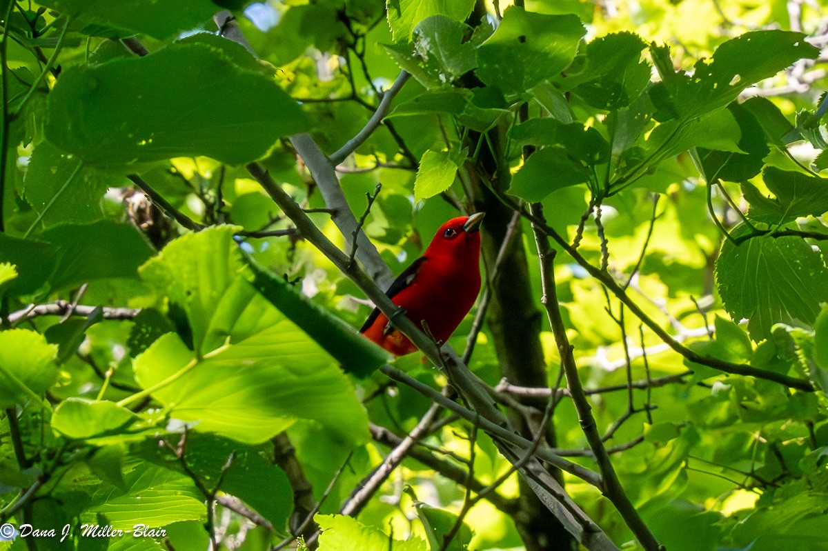 Scarlet Tanager - ML620519629