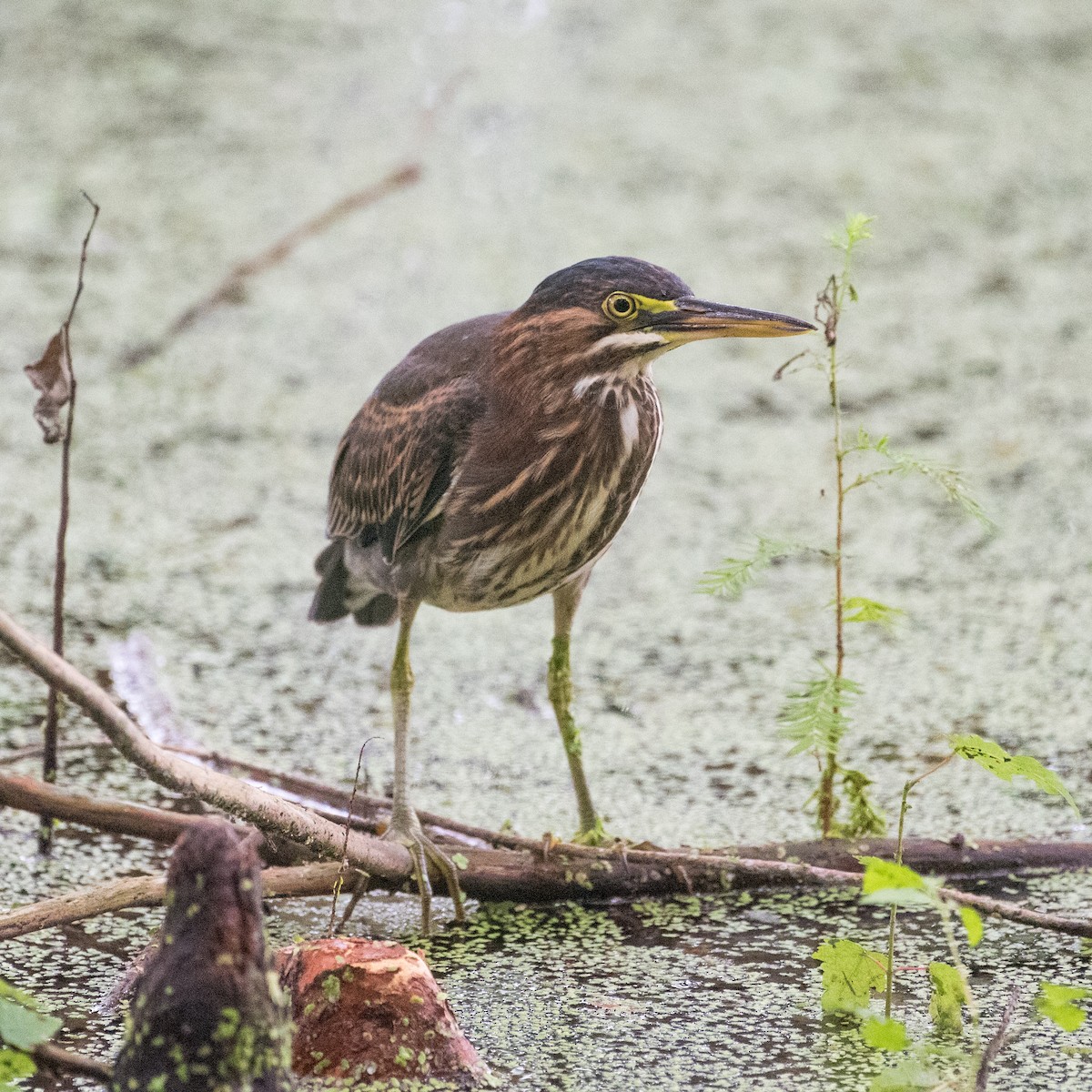 Green Heron - Brittany Mason