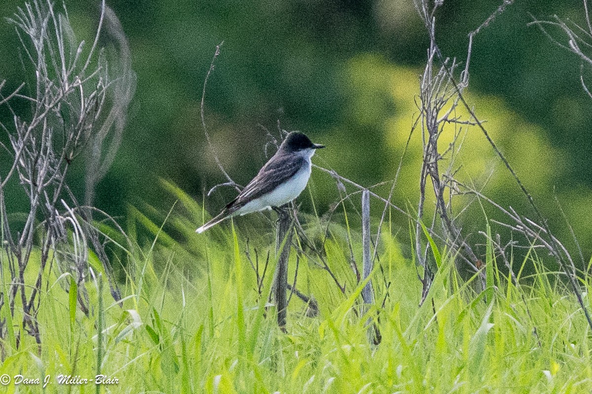 Eastern Kingbird - ML620519634