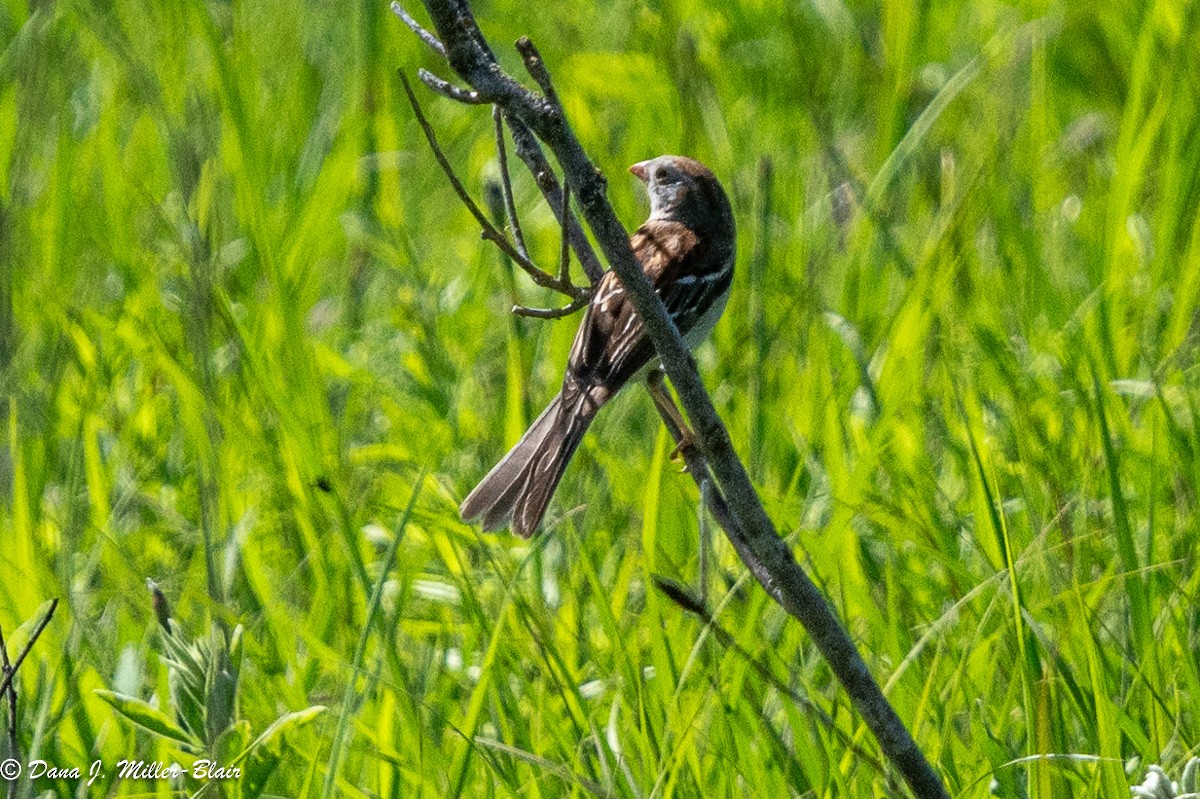 Field Sparrow - ML620519637