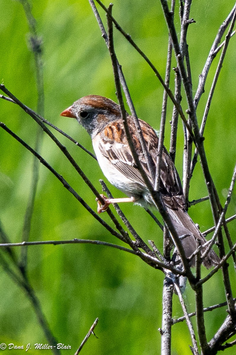 Field Sparrow - ML620519639