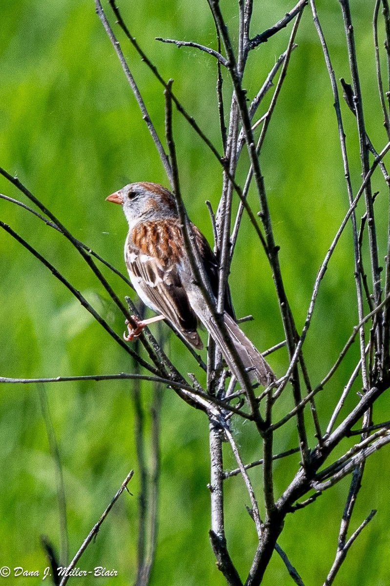 Field Sparrow - ML620519640