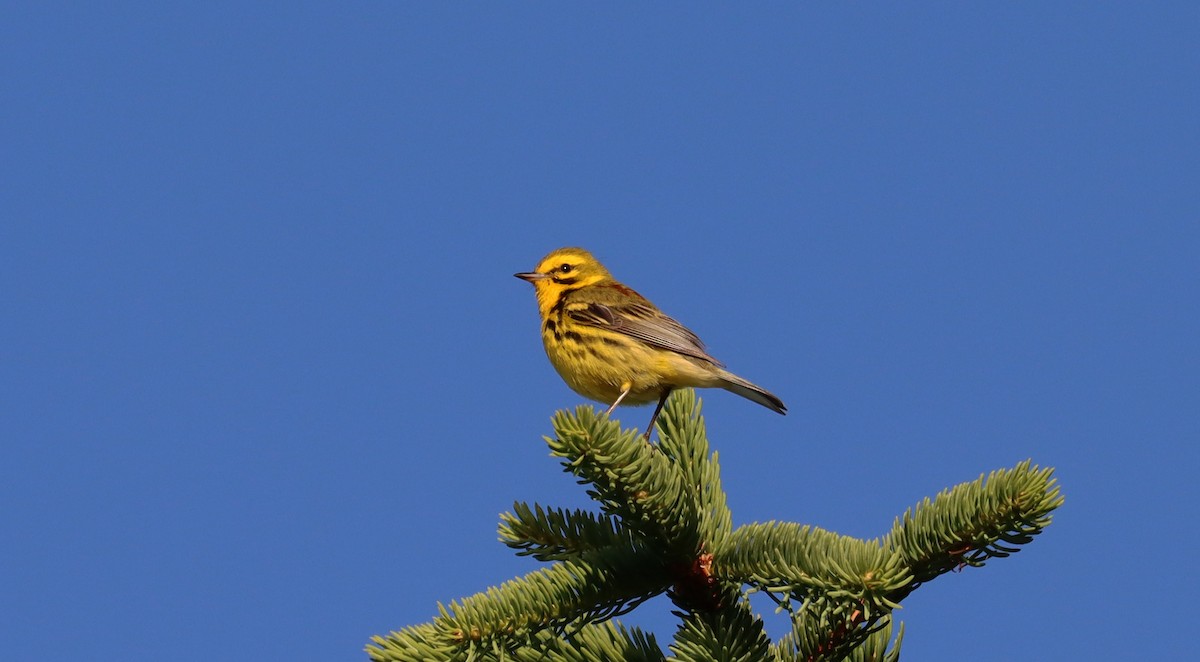 Prairie Warbler - ML620519642