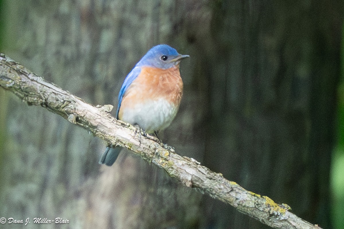 Eastern Bluebird - ML620519643