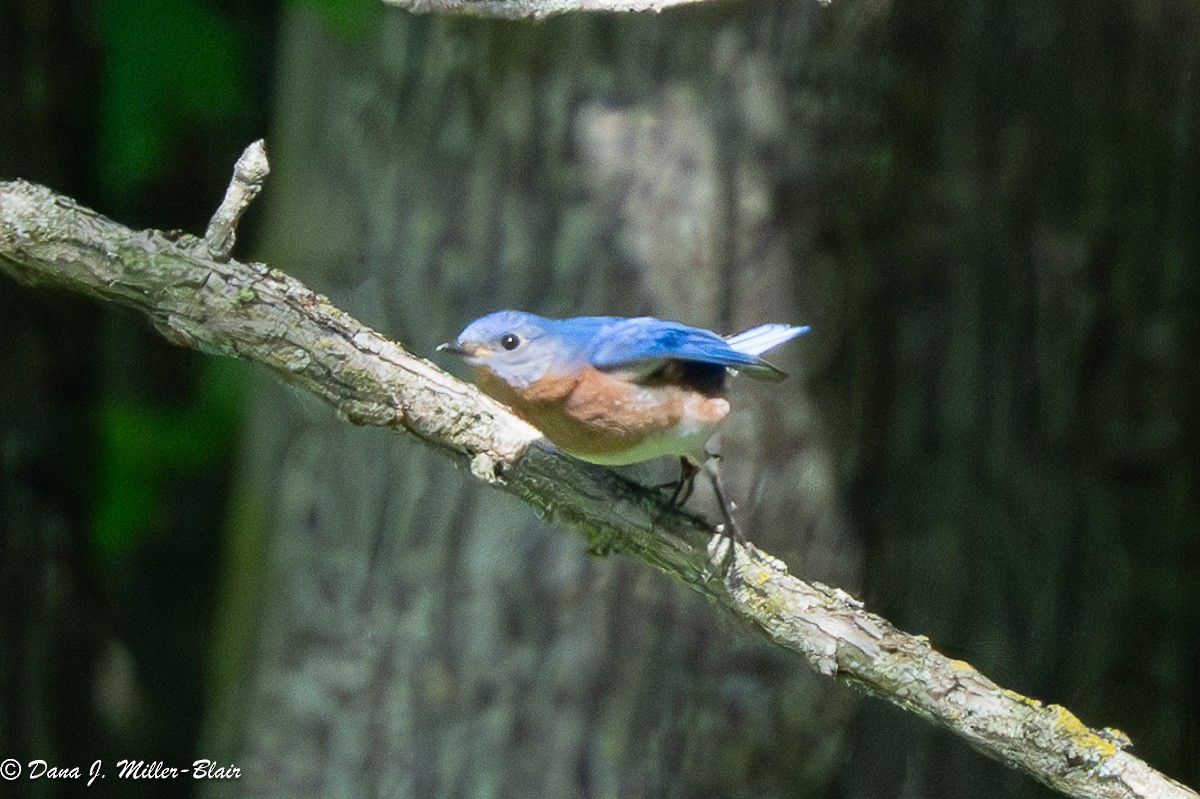 Eastern Bluebird - ML620519644