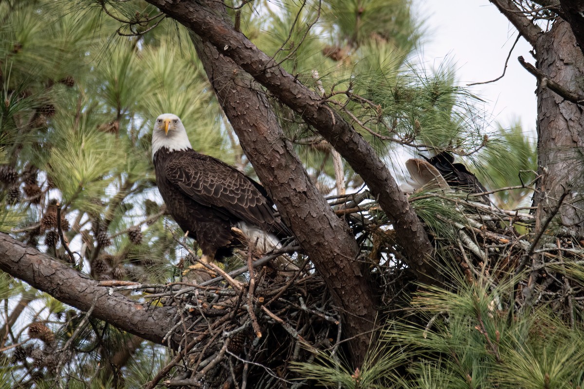 Bald Eagle - ML620519649