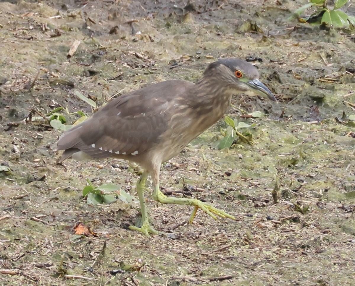 Black-crowned Night Heron - ML620519652